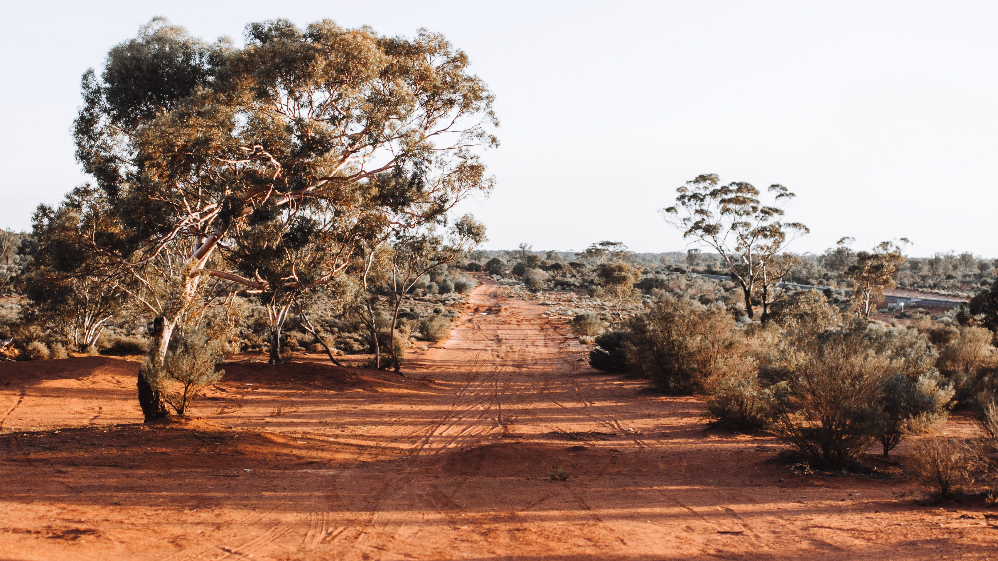 Outback landscape at dawn, central Australia.